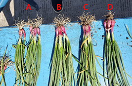 Photo of Experiment Results� width=